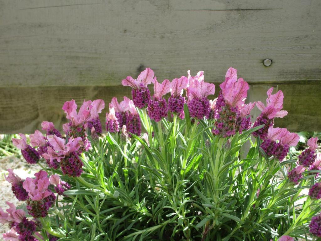 Вілла Un Figuier Dans Notre Jardin Beaune-la-Rolande Номер фото