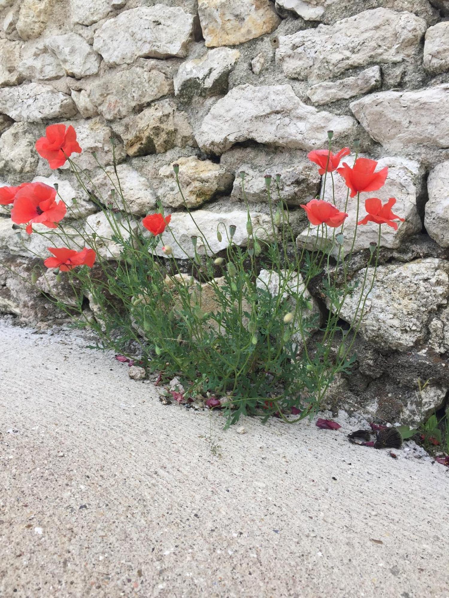 Вілла Un Figuier Dans Notre Jardin Beaune-la-Rolande Номер фото
