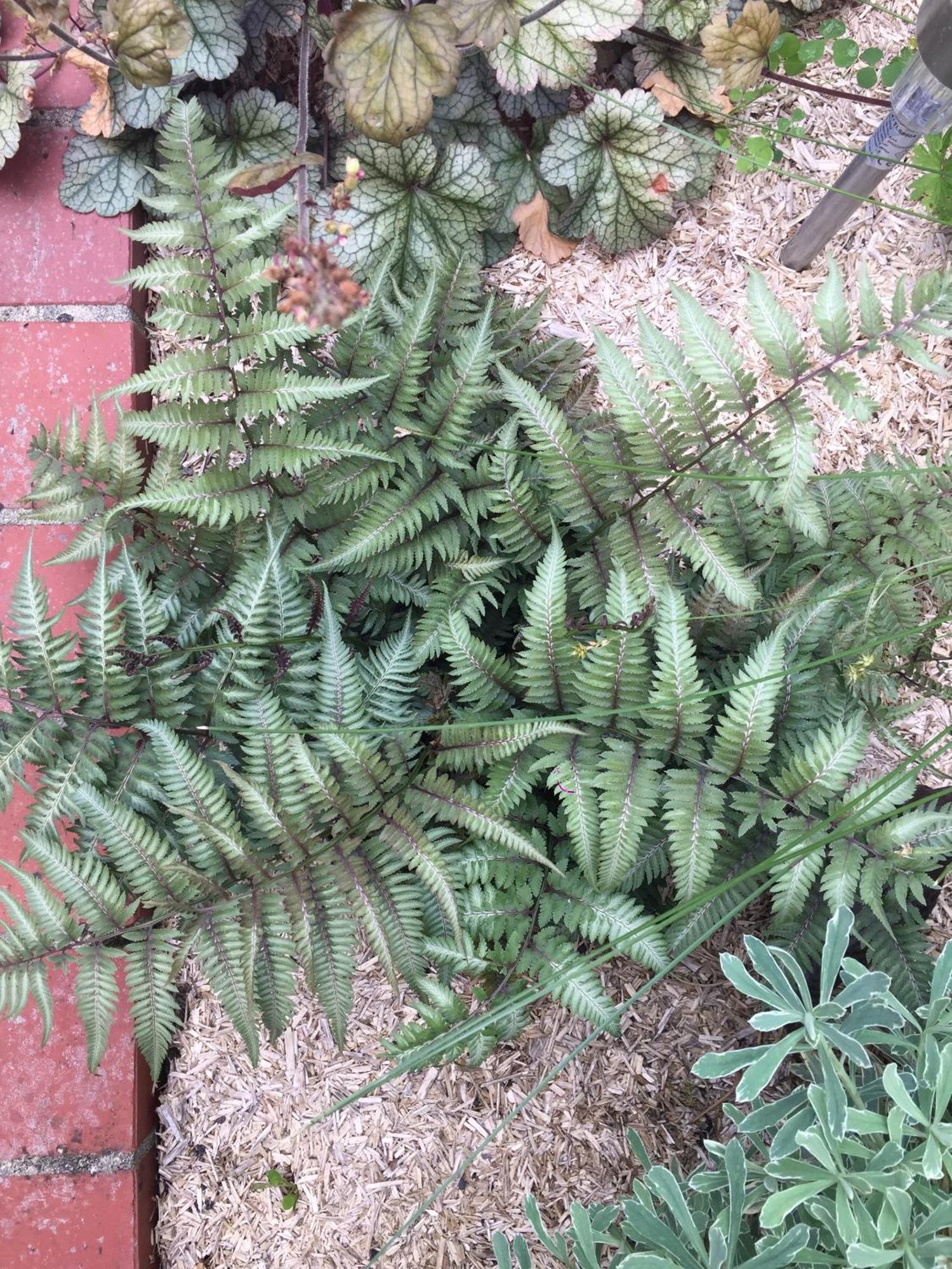 Вілла Un Figuier Dans Notre Jardin Beaune-la-Rolande Екстер'єр фото