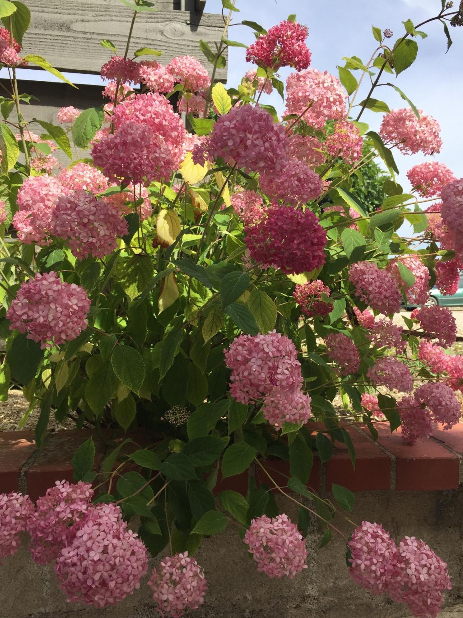 Вілла Un Figuier Dans Notre Jardin Beaune-la-Rolande Номер фото